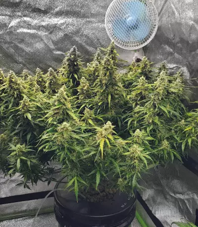 Critical 2.0 XL Seeds