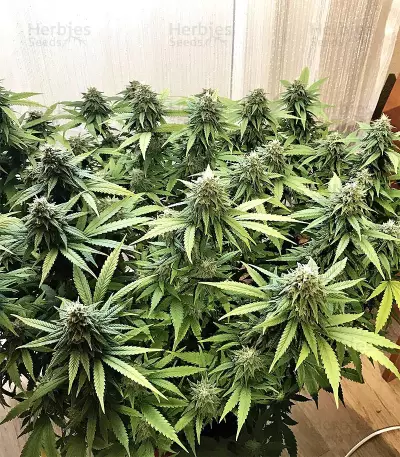 Critical Seeds
