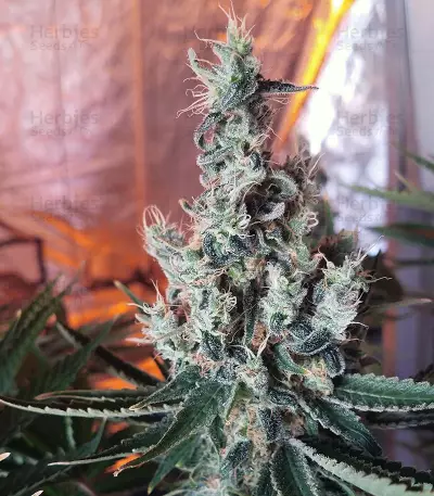 Double Glock Seeds