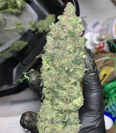 Eleven Roses Seeds (Delicious Seeds)