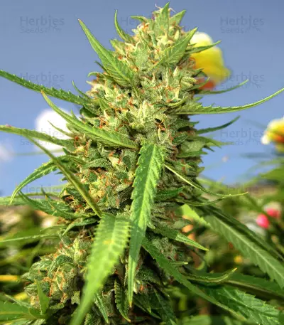 Ghost Rider OG Seeds