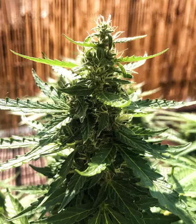 Semi femminizzati Gordomaster Kush