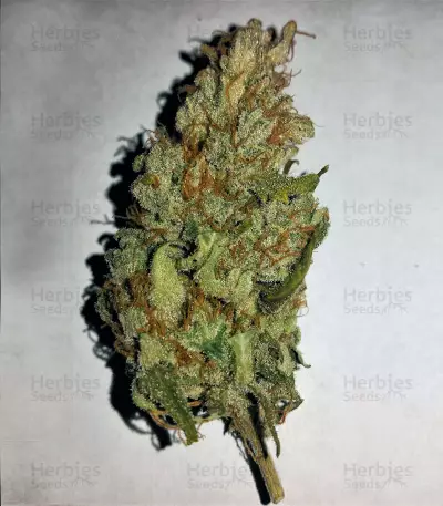 Graines de cannabis Goxuak Auto (Genehtik Seeds)