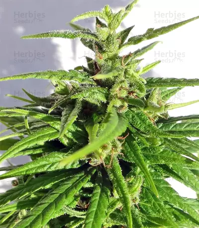 Graines de cannabis Green Haze Regular (Ace Seeds)