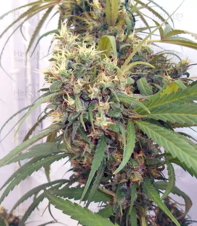 Haze x Kali China (Ace Seeds)