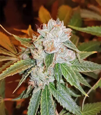 Josh D OG Seeds