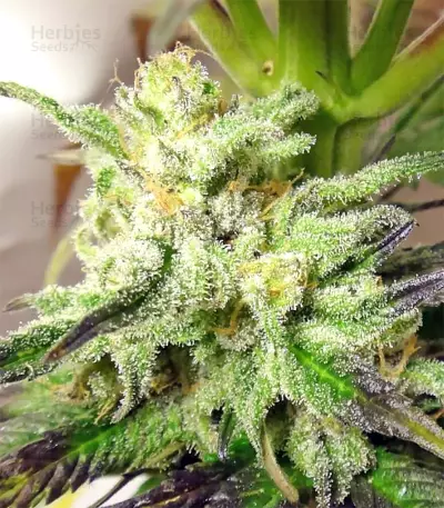 Graines de cannabis Kali China Breeders Pack (Ace Seeds)