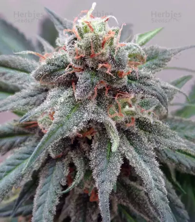 Kali China Seeds