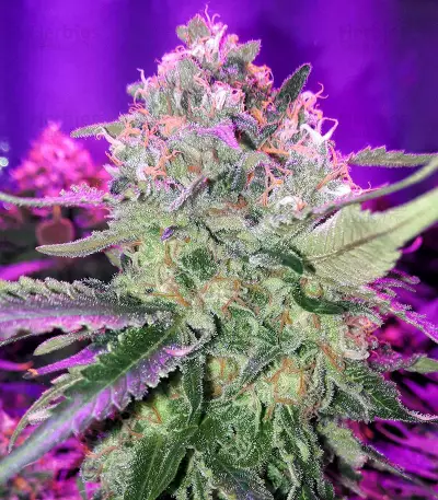 Kritikal Bilbo Auto feminized seeds