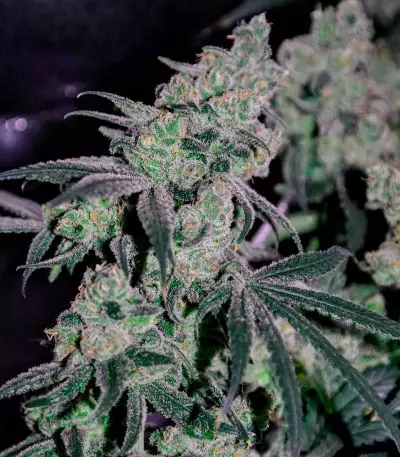 Laughing Buddha feminized seeds