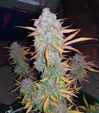 Northern Cheese Haze Auto Seeds