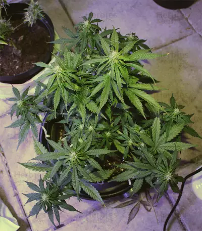 Northern Light x Big Bud Early Harvest feminized seeds