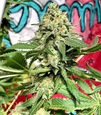 Northern Lights Seeds (Sensi Seeds)