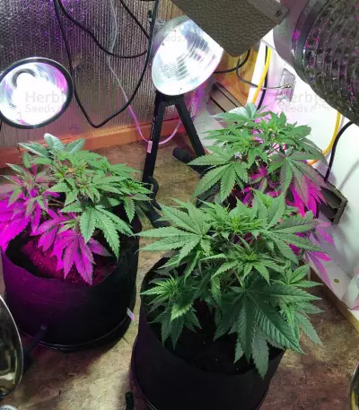 Purple Skunk Mass Seeds