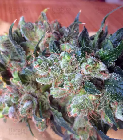 Sapphire Scout Seeds