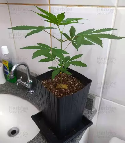 Sherbert Dab (Big Head Seeds)