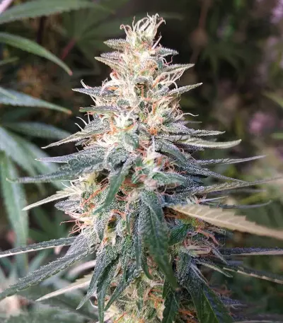 Shiva Shanti II Seeds