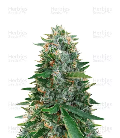 Sugar Black Rose Early Version Feminized Seeds (Delicious Seeds)