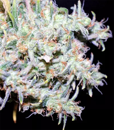 Sugarloaf (CannaBioGen)