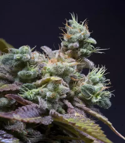 Txomango feminized seeds