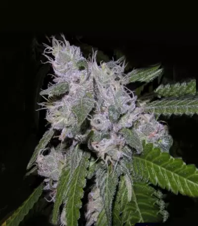 Z (Kera Seeds)