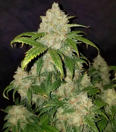 Z Auto feminized seeds (Original Sensible Seeds)