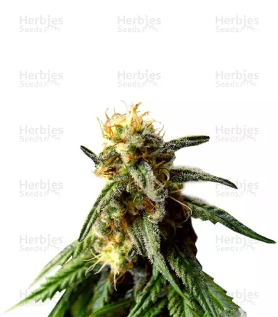 A.M.S. feminized seeds