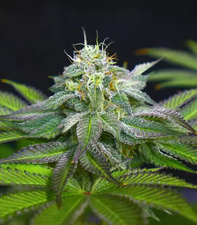 Blue Zushi feminisierte Samen (Original Sensible Seeds)