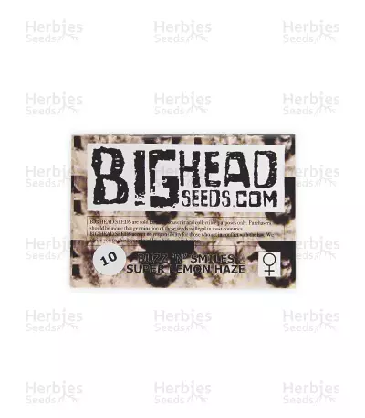 Buzz 'n' Smiles Super Lemon Haze (Big Head Seeds)