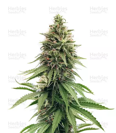 CBD Blue Shark (Barney's Farm) Cannabis-Samen