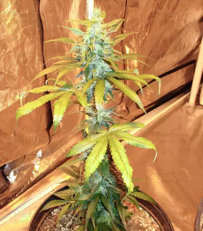 Cheesy Headband Seeds