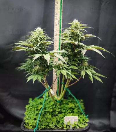 Cotton Candy Cane feminized seeds