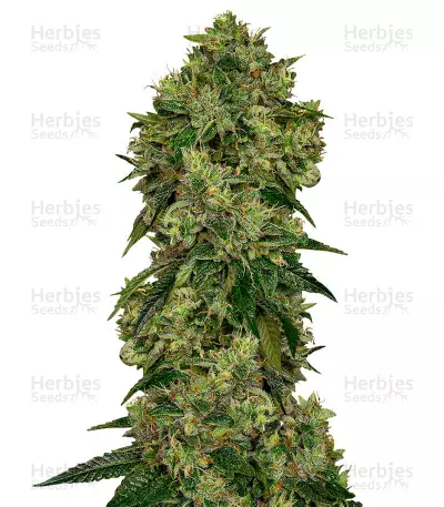 Buy Glookies feminized seeds
