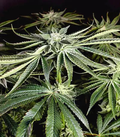 Kush Mintz Seeds (Barney’s Farm)