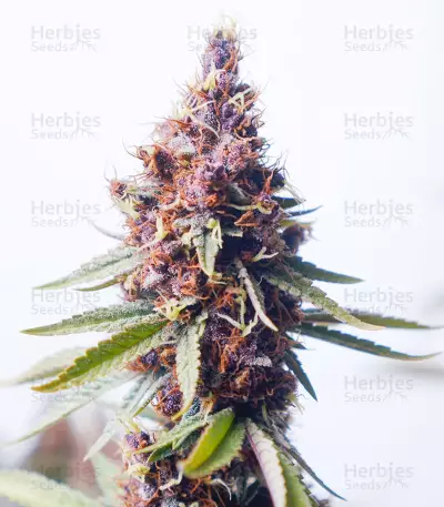 Purple Punch OG Seeds (Sweet Seeds)