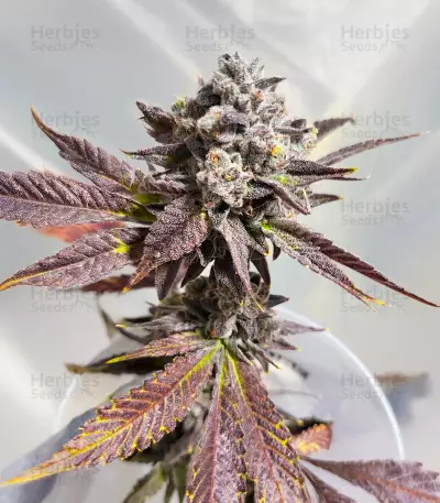 Sour MAC F1 Seeds (Seedkeepers)