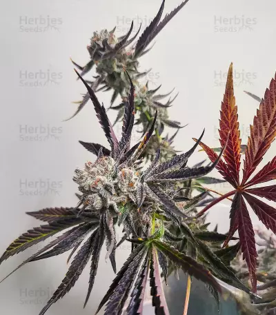 Sour MAC F1 Seeds (Seedkeepers)