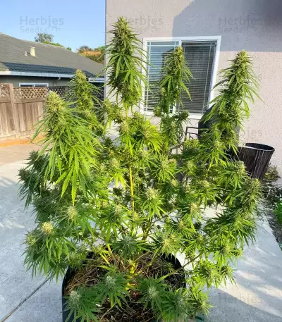 1-800-Cinderella-99 Autoflower Seeds (Seedkeepers)