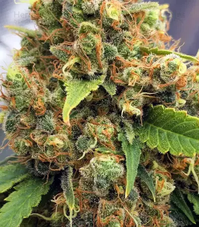 Amsterdam Mist (Flying Dutchmen)