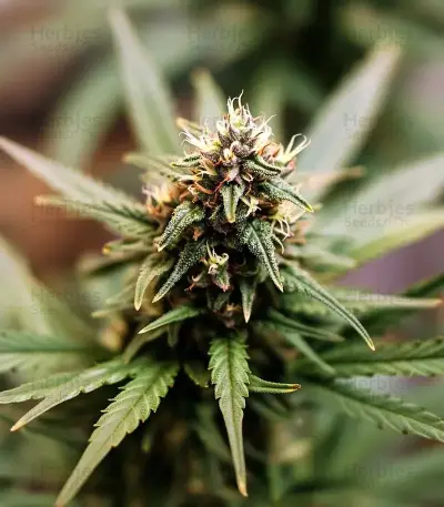 Auto Purple Dawg Mass feminized seeds