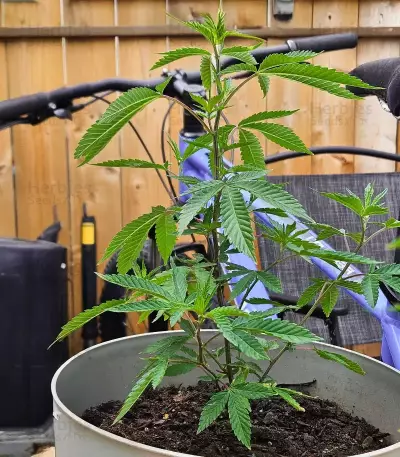 Bubble Gummy Auto (Ethos Genetics)