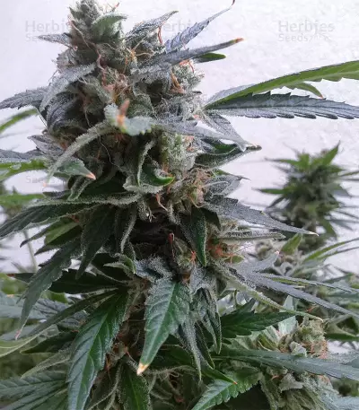 Buddha Magnum Auto Seeds