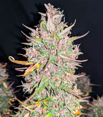 C4 Auto Seeds