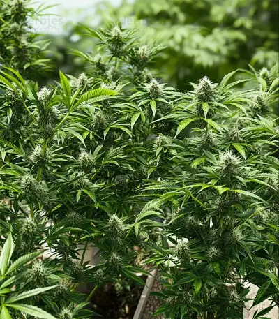 Candy Bubatz XL Auto Seeds