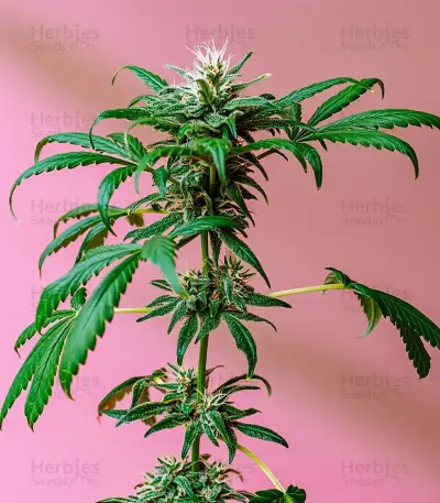 CBG-Force Auto Seeds