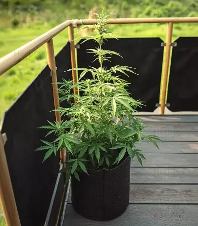 Cheese Auto Seeds