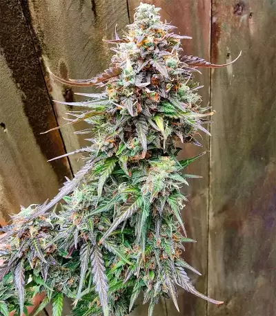 Do-Si-Dos Auto