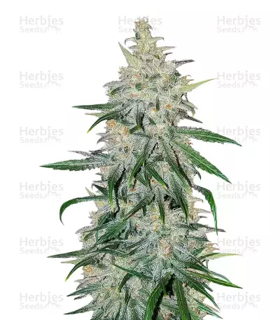 Double Black feminized seeds