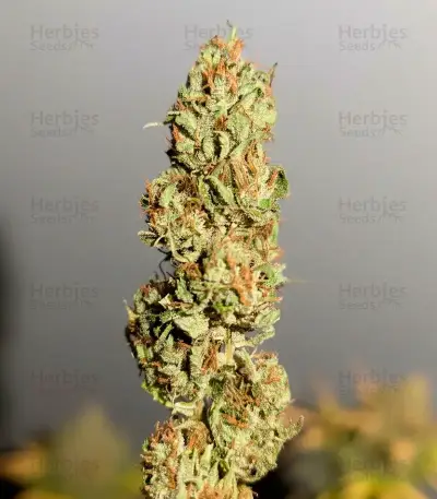 Durban Dew Seeds