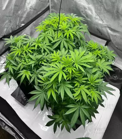 Durban Thai x C99 Feminized Seeds (Brothers Grimm Seeds)